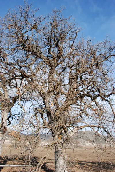 DSC_0026 (Large).JPG